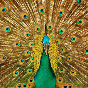 Peacock Painting Vastu