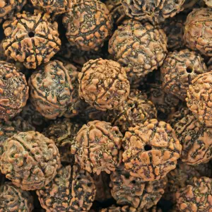 Which Rudraksha is Best for Student